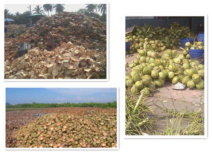 Coconut waste