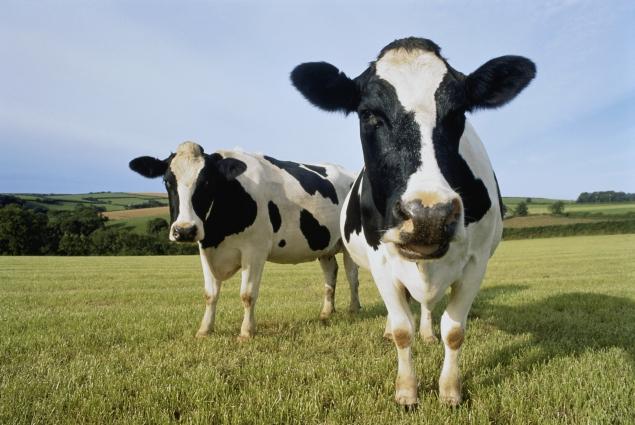 A generic photo of cows. The condition of the cow is unknown.