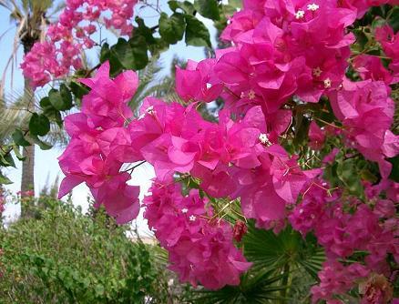 Mount Tabor flowers