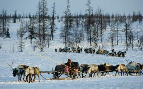 The magical faraway tree - a larch in the Yamal Peninsula in Siberia, sampled by Dr Keith Briffa, has been called 'the most influential tree in the world'