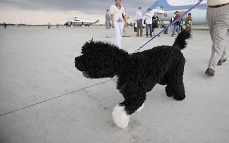 Pet dogs as bad for planet as driving 4x4s, book claims 