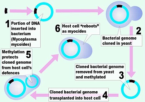 Gene switch experiments